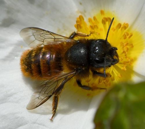 Osmia tricornis